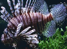 Palais de la Porte Dorée